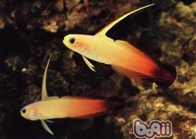 印度虎魚和泰國虎魚哪個好養一點：印度尼西亞虎魚和泰國虎魚哪個好養一點
