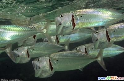 印度虎魚和泰國虎魚哪個好養一點：印度尼西亞虎魚和泰國虎魚哪個好養一點