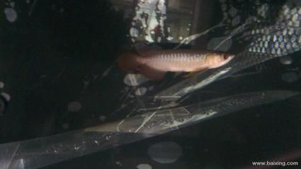 紅龍魚什么樣的體型好看又好養：紅龍魚的外觀特征和飼養細節