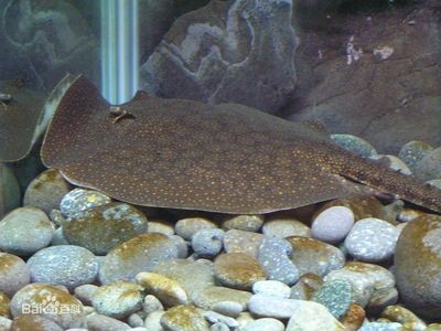 魟魚的尾巴有什么用途嗎視頻教學:魟魚的尾巴是其重要的生理結構具有多種重要的功能 魟魚百科 第1張 魟魚的尾巴有什么用途嗎視頻教學:魟魚的尾巴是其重要的生理結構具有多種重要的功能 魟魚的尾巴有什么用途嗎視頻教學:魟魚的尾巴是其重要的生理結構具有多種重要的功能 魟魚百科 第1張