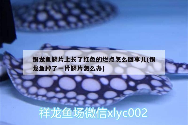 印尼虎魚多少溫度飼養最好:印尼虎魚多少溫度飼養最好印尼虎魚多少溫度飼養最好 銀龍魚鱗片上長了紅色的爛點怎么回事兒(銀龍魚掉了一片鱗片怎么辦) 銀龍魚百科 銀龍魚鱗片上長了紅色的爛點怎么回事兒(銀龍魚掉了一片鱗片怎么辦) 銀龍魚鱗片上長了紅色的爛點怎么回事兒(銀龍魚掉了一片鱗片怎么辦) 銀龍魚百科