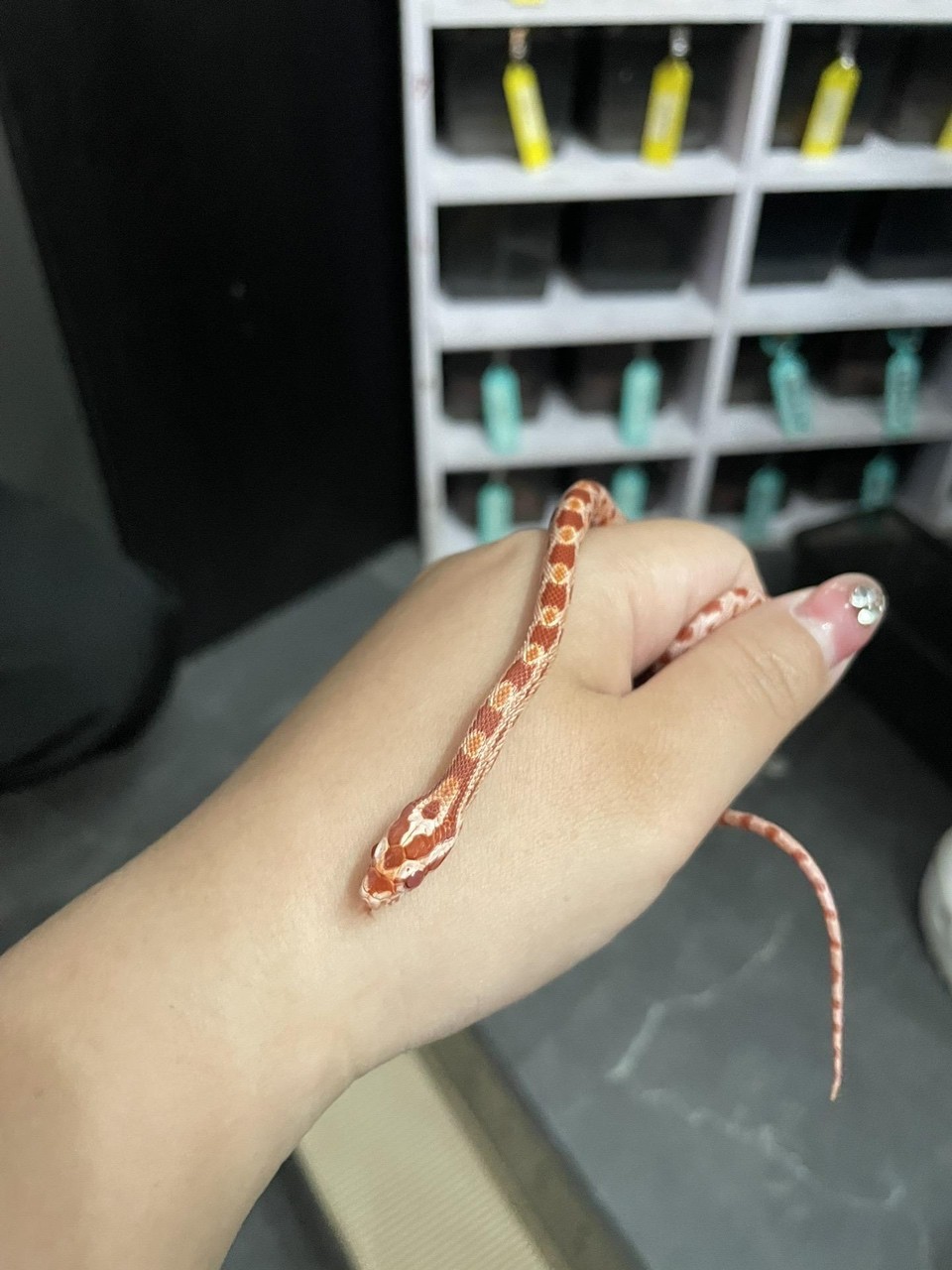 可可愛愛的小玉米 龍魚論壇 第3張 可可愛愛的小玉米 可可愛愛的小玉米 龍魚論壇 第3張