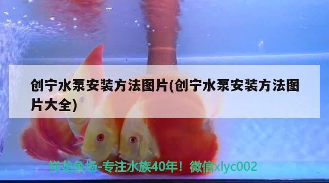 我的虎魚真菌感染了要怎么處理 創(chuàng)寧水泵安裝方法圖片(創(chuàng)寧水泵安裝方法圖片大全) 創(chuàng)寧水族 創(chuàng)寧水泵安裝方法圖片(創(chuàng)寧水泵安裝方法圖片大全) 創(chuàng)寧水泵安裝方法圖片(創(chuàng)寧水泵安裝方法圖片大全) 創(chuàng)寧水族