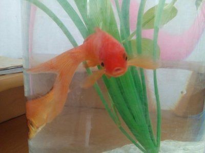 虎魚能跟金魚養嗎：虎魚和金魚并不推薦混養，虎魚和金魚養嗎，虎魚能跟金魚養嗎