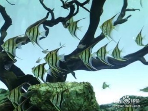 錦鯉龍鳳魚圖片大全，祥瑞之姿，盡顯東方美學