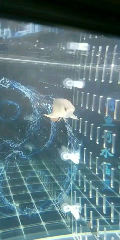 南寧市睿亞魚具店