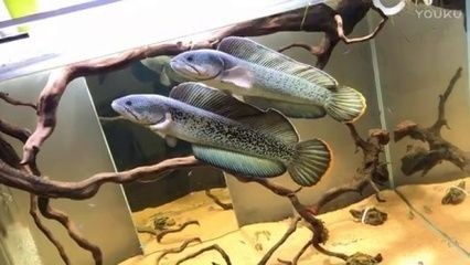 紅龍魚海水魚哪個好養(yǎng)一點：紅龍魚與海水魚價格對比