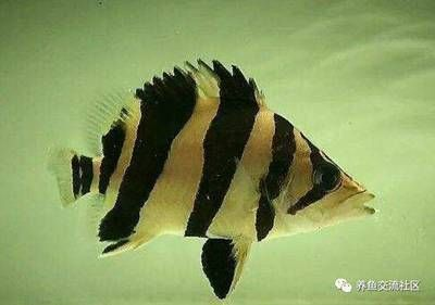 龍魚身體彎曲后多久能恢復(fù)？，龍魚身體彎曲后多久會恢復(fù)，