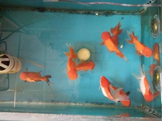 博爾塔拉蒙古自治州魚缸批發市場（博爾塔拉寵物店）
