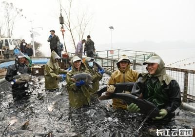 襄樊龍魚vs祥龍魚場（關于襄樊龍魚的信息無法直接對比襄樊龍魚與祥龍魚場）