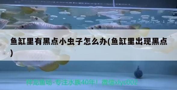 龍魚體外寄生蟲咋處理干凈vs祥龍魚場：如何自制龍魚除蟲藥浴液 龍魚體外寄生蟲咋處理干凈vs祥龍魚場：如何自制龍魚除蟲藥浴液 vs祥龍魚場 第5張