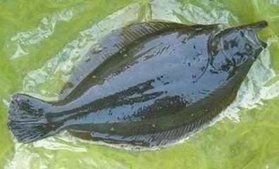 魟魚能吃嗎？怎么做？：[需手動填充]魚怎么做？