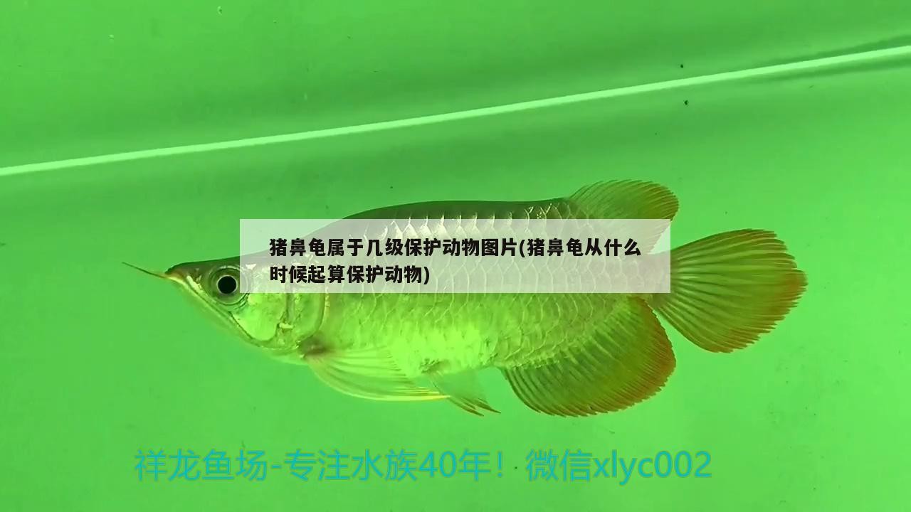 豬鼻龜屬于幾級保護動物圖片(豬鼻龜從什么時候起算保護動物)