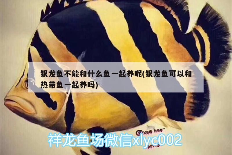 銀龍魚不能和什么魚一起養呢(銀龍魚可以和熱帶魚一起養嗎) 銀龍魚不能和什么魚一起養呢(銀龍魚可以和熱帶魚一起養嗎) 銀龍魚百科
