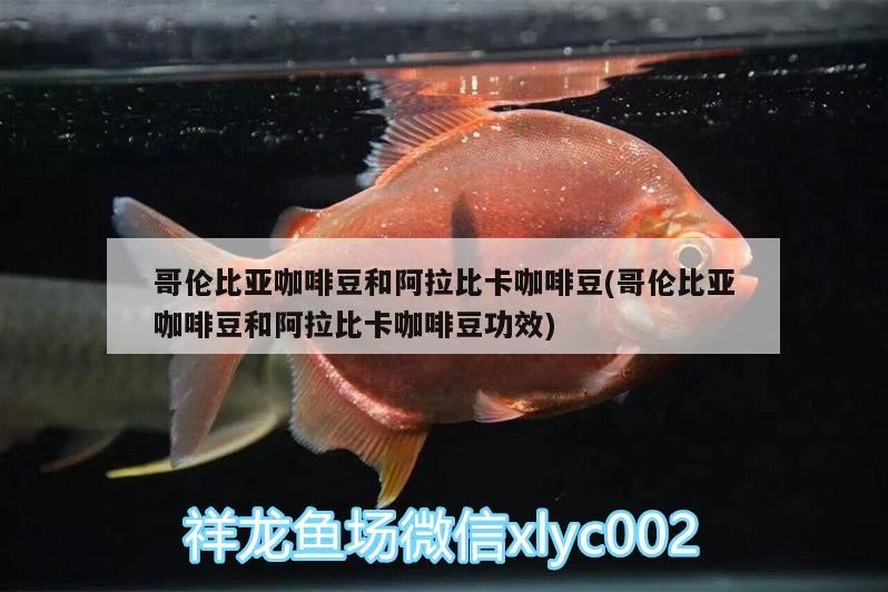 哥倫比亞咖啡豆和阿拉比卡咖啡豆(哥倫比亞咖啡豆和阿拉比卡咖啡豆功效)
