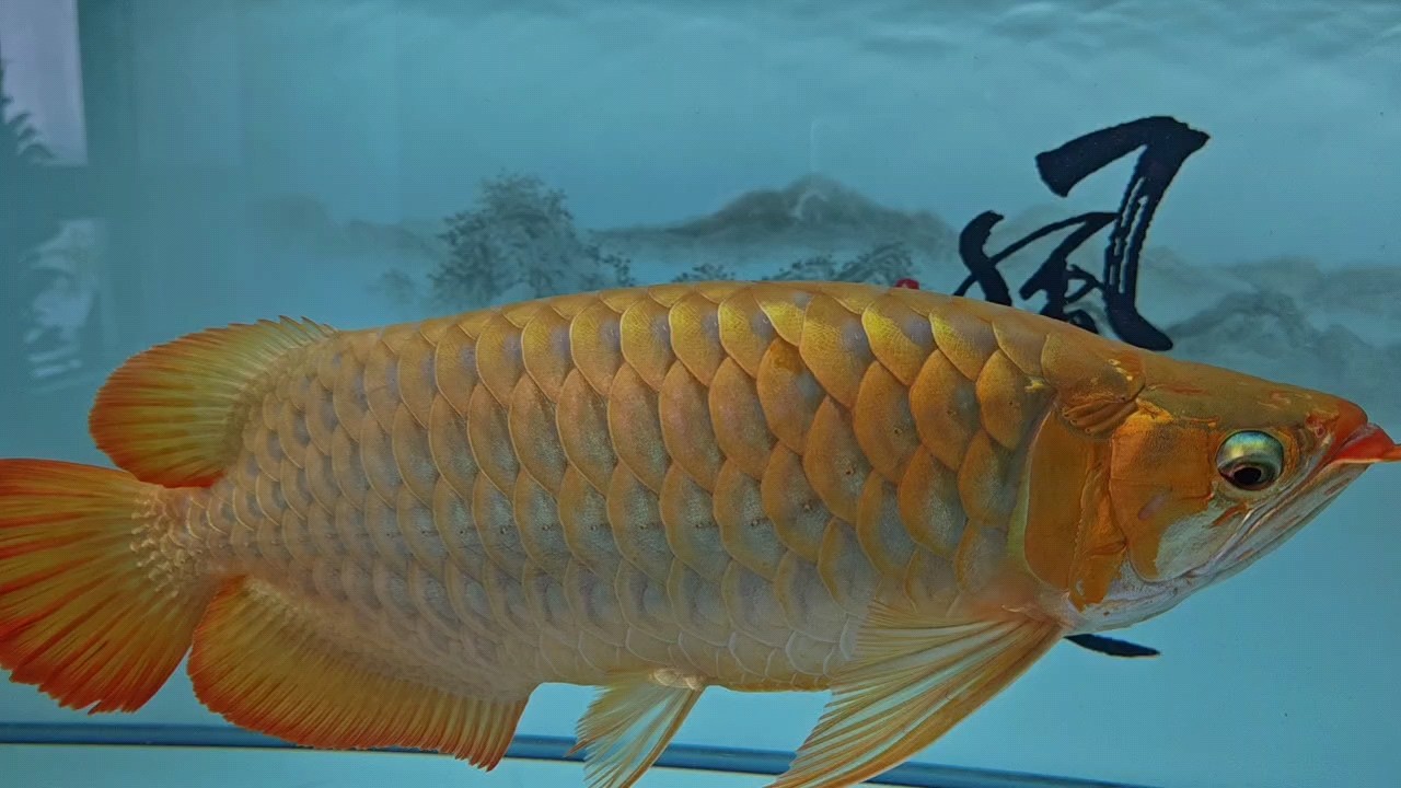 我最自在[haha][haha][haha]