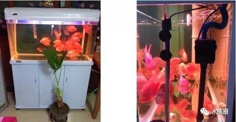 給我推薦一些信譽良好的金頭過背金龍魚商家，信譽良好的金頭過背金龍魚商家