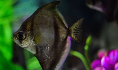 龍魚外傷用什么藥治療最好vs祥龍魚場：祥龍魚場龍魚傷口愈合加速方法預防龍魚外傷的有效措施 龍魚外傷用什么藥治療最好vs祥龍魚場：祥龍魚場龍魚傷口愈合加速方法預防龍魚外傷的有效措施 vs祥龍魚場 第5張