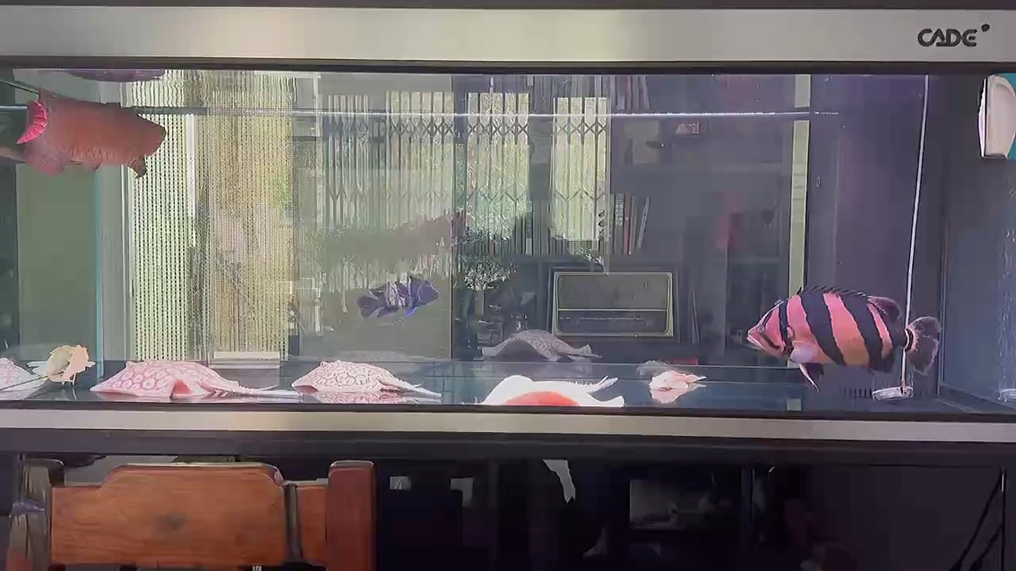 飼料 奧利給 龍魚(yú)論壇 奧利給 奧利給 龍魚(yú)論壇