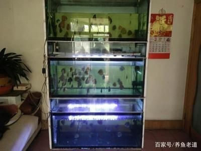 1米八的魚缸適合養(yǎng)多少條魚：1米8的魚缸容量決定了可以養(yǎng)1厘米體長(zhǎng)的魚的容量 1米八的魚缸適合養(yǎng)多少條魚：1米8的魚缸容量決定了可以養(yǎng)1厘米體長(zhǎng)的魚的容量 魚缸百科 第3張
