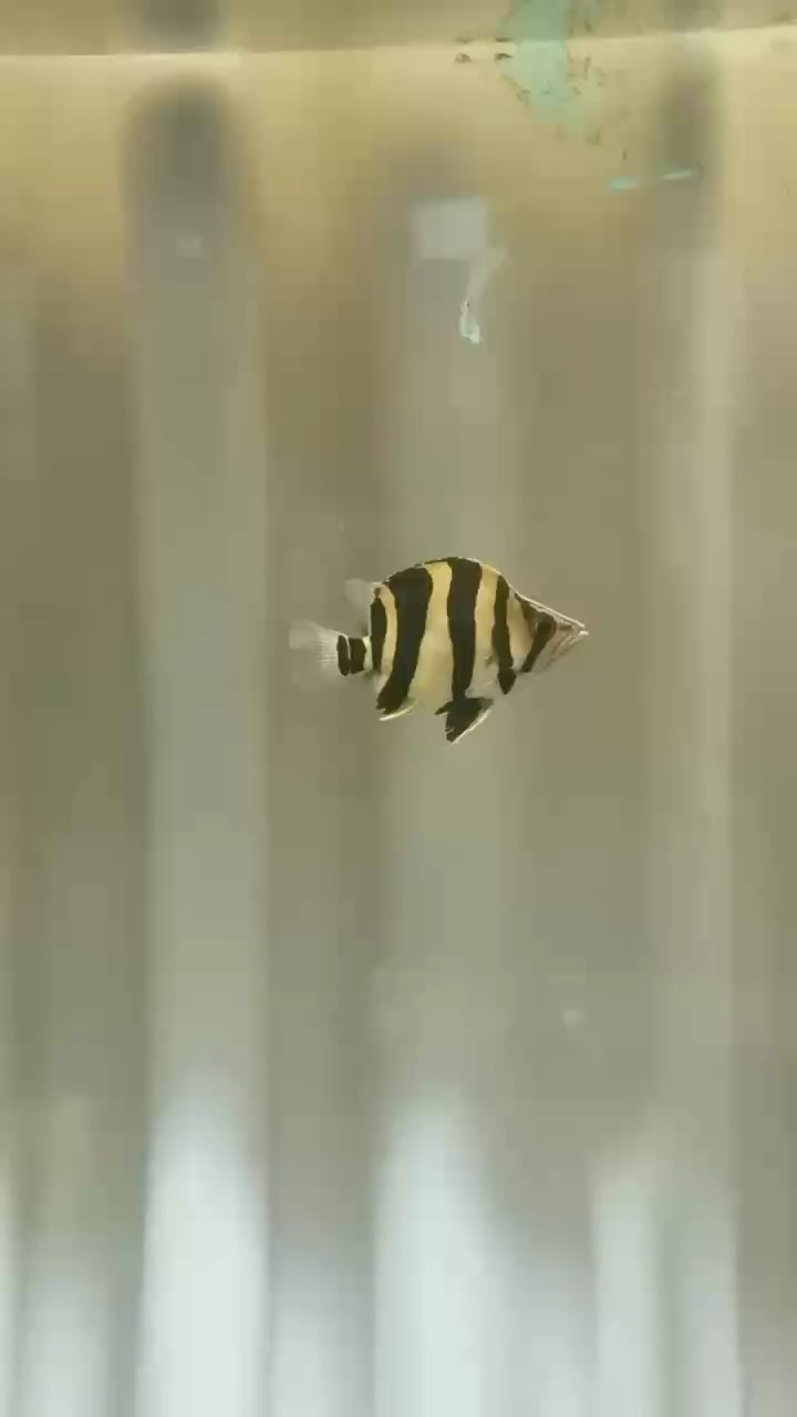 福虎9厘米 福虎9厘米 龍魚(yú)論壇