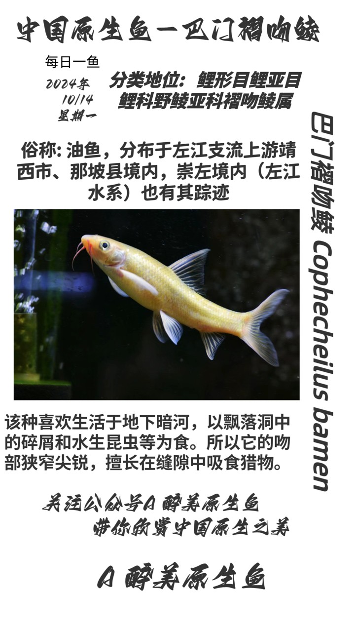 魚缸過濾器選購指南:自制魚缸過濾器魚缸上置過濾器對于養魚愛好者的必備知識 巴門褶吻鯪 龍魚論壇 巴門褶吻鯪 巴門褶吻鯪 龍魚論壇