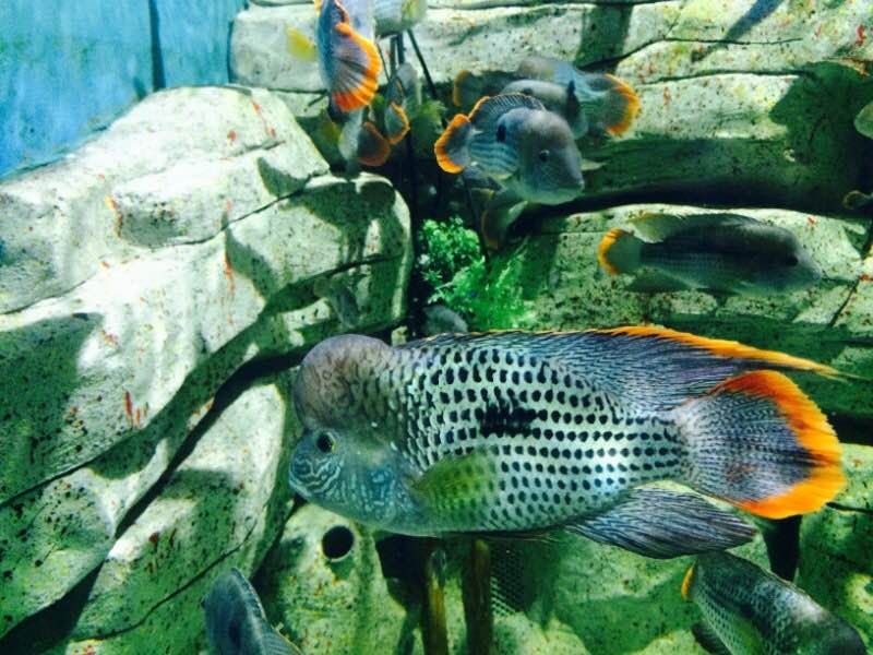 保定水族館vs祥龍魚場（保定水族館位于河北省保定市提供觀賞魚的零售服務(wù)） 保定水族館vs祥龍魚場（保定水族館位于河北省保定市提供觀賞魚的零售服務(wù)） 全國水族館企業(yè)名錄 第2張