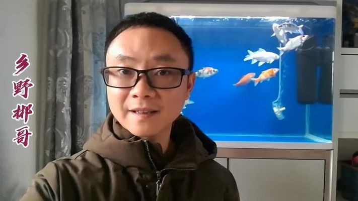錦鯉不吉利原因探析，文化誤讀與迷信心理