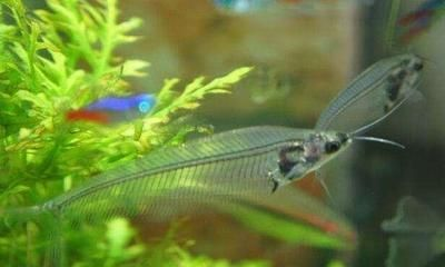 廣州水族市場批發市場（廣州水族市場批發市場批發市場批發市場營業時間1.）