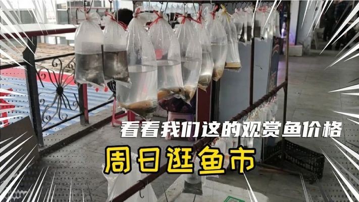 金魚新手必看！最值得入手的三大金魚品種推薦