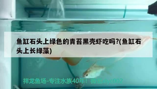 魚缸石頭上綠色的青苔黑殼蝦吃嗎?(魚缸石頭上長綠藻)