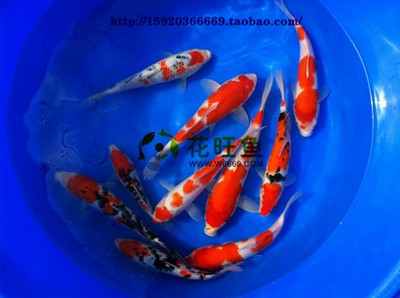 金魚魚鱗掉了露肉了如何治療，原因分析與有效療法 金魚魚鱗掉了露肉了如何治療，原因分析與有效療法 龍魚百科 第1張