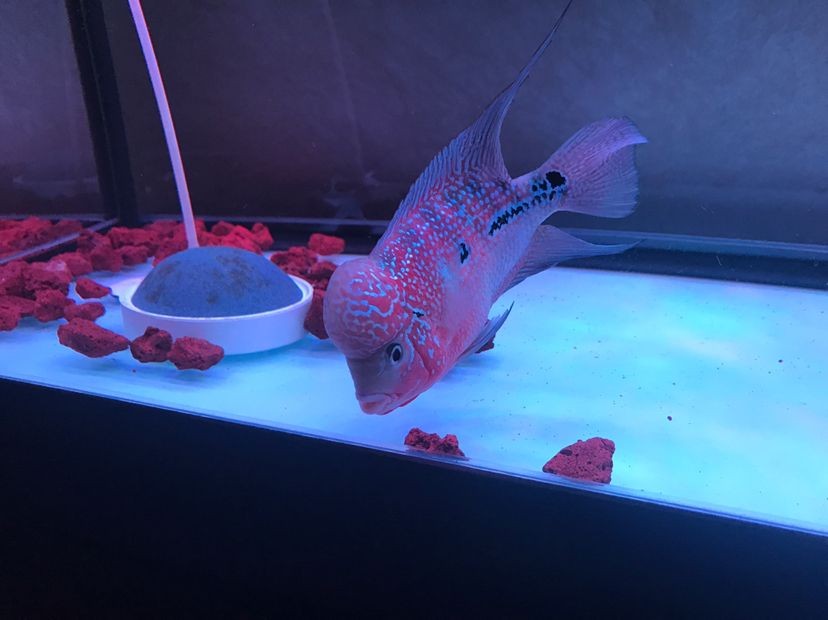 聊城哪里有賣(mài)魚(yú)缸的市場(chǎng)（ 聊城哪里有賣(mài)魚(yú)缸的市場(chǎng)啊多少錢(qián)） 聊城哪里有賣(mài)魚(yú)缸的市場(chǎng)（ 聊城哪里有賣(mài)魚(yú)缸的市場(chǎng)啊多少錢(qián)） 銀龍魚(yú)百科