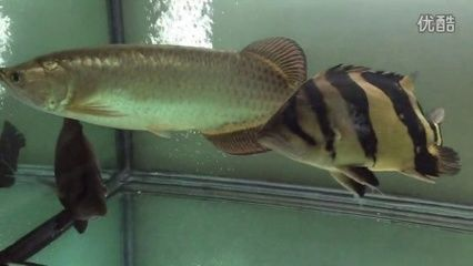 印尼虎魚暴斃原因分析：印尼虎魚暴斃原因分析印尼虎魚暴斃原因分析