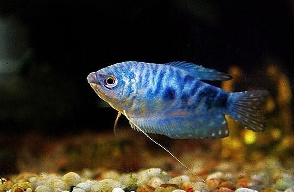 觀賞魚藍曼龍怎么養殖（如何構建理想的藍曼龍魚水族箱）