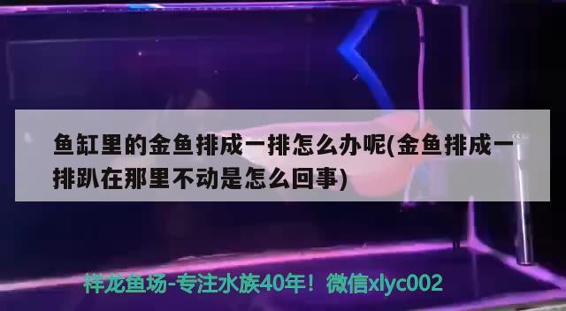 龍魚干蝦有營養(yǎng)嗎 魚缸里的金魚排成一排怎么辦呢(金魚排成一排趴在那里不動是怎么回事) 金龍魚百科 魚缸里的金魚排成一排怎么辦呢(金魚排成一排趴在那里不動是怎么回事) 魚缸里的金魚排成一排怎么辦呢(金魚排成一排趴在那里不動是怎么回事) 金龍魚百科