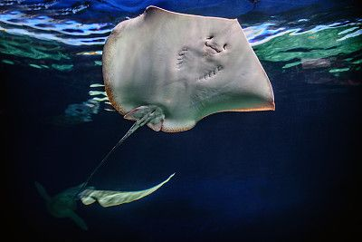 魟魚尾鰭潰爛：魟魚尾部潰爛是怎么回事
