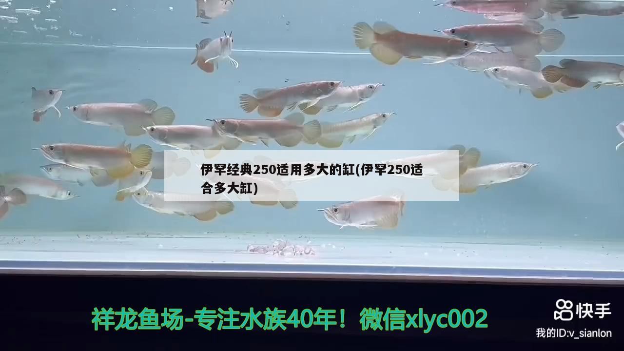 伊罕經(jīng)典250適用多大的缸(伊罕250適合多大缸)