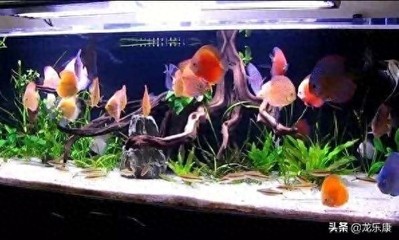 金魚討厭主人的表現(xiàn)，如何識別并改善與寵物的關(guān)系