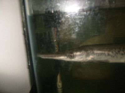 自貢龍魚vs祥龍魚場（自貢龍魚和祥龍魚場哪個(gè)好） 自貢龍魚vs祥龍魚場（自貢龍魚和祥龍魚場哪個(gè)好） 全國水族館企業(yè)名錄 第3張