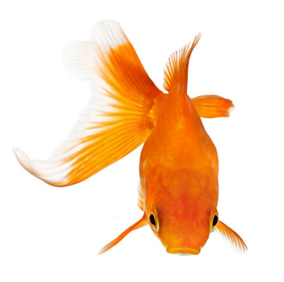 家用魚缸冷水機(jī)哪個好一點(diǎn)（家用魚缸冷水機(jī)哪個好一點(diǎn)的） 家用魚缸冷水機(jī)哪個好一點(diǎn)（家用魚缸冷水機(jī)哪個好一點(diǎn)的） 魚缸百科
