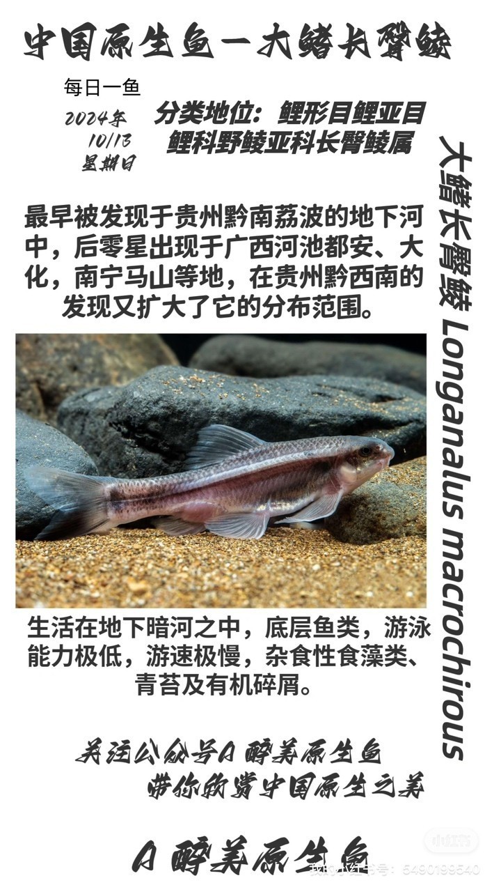 大鰭長(zhǎng)臀鯪
