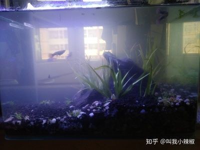 30cm魚缸多大：30cm，