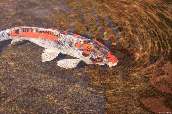 金魚身體傾斜還有救嗎？解析病因與救治方法 金魚身體傾斜還有救嗎？解析病因與救治方法 龍魚百科 第2張