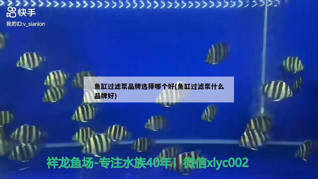 魚缸過濾泵品牌選擇哪個(gè)好(魚缸過濾泵什么品牌好)