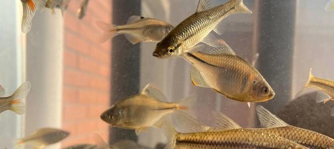 金魚(yú)少了一只眼睛怎么回事？原因解析與應(yīng)對(duì)措施