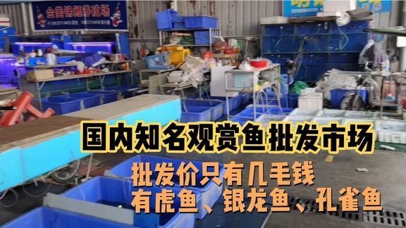 金魚趴缸底的最佳治療方法，全面解析與實用指南 金魚趴缸底的最佳治療方法，全面解析與實用指南 龍魚百科 第3張