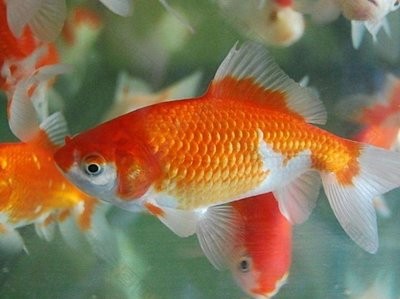 金魚能和天使魚一起養(yǎng)嗎？混養(yǎng)需謹慎！