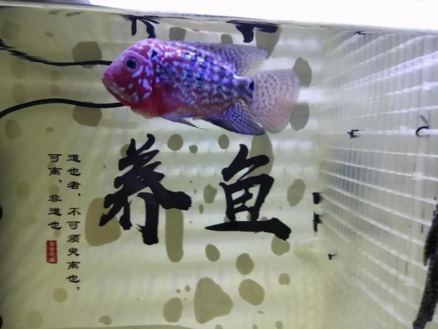龍魚拒食的原因及對(duì)策，龍魚總在下面游不吃食，龍魚在下面游不吃飯，對(duì)應(yīng)的相關(guān)信息