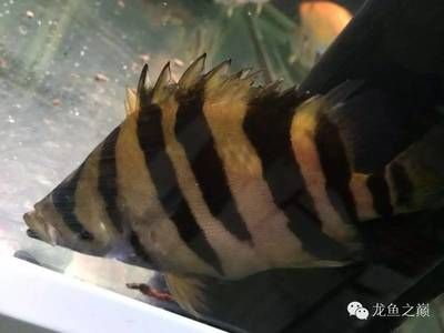 虎魚溫度長期30度可以嗎？：虎魚溫度長期30度可以嗎虎魚溫度長期30度可以嗎